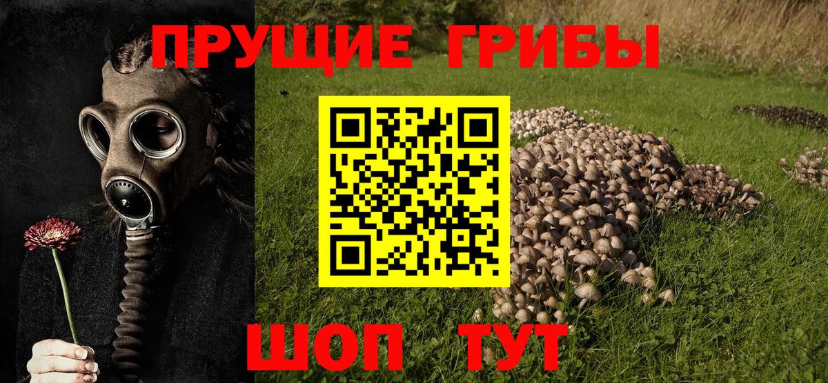Ростов-на-Дону  Галлюциногенные грибы Cubensis  Вход с VPN 